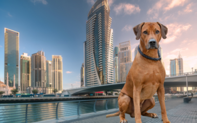 Conflit au Moyen-Orient : des expatriés fuient Dubaï et abandonnent leurs animaux
