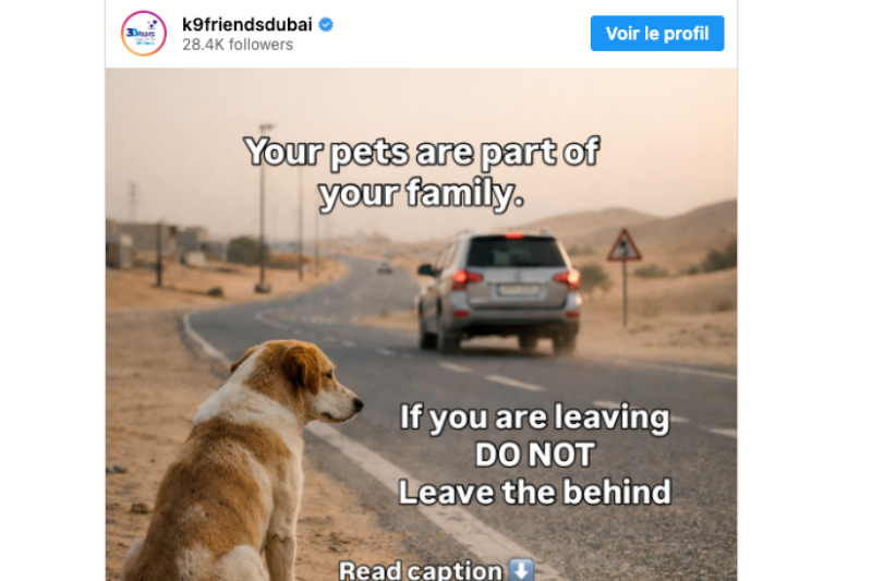 chien abandonné adopté sauveur