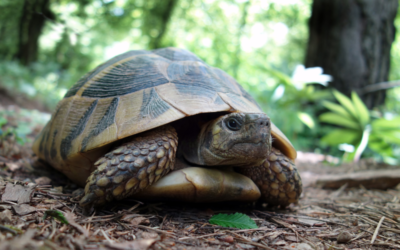 Après plus d’un siècle, 150 tortues géantes des Galápagos retrouvent l’île de Floreana
