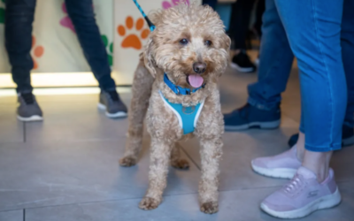 Abandonné à l’aéroport, un petit chien trouve enfin un foyer auprès de son sauveur