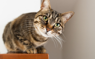 Chat agressif : ce que l’on appelle le “syndrome du tigre”