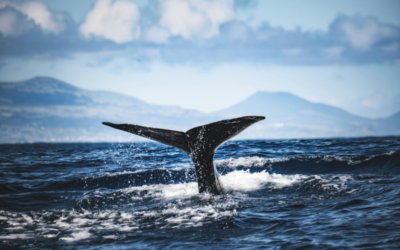 Allemagne : la baleine échouée retrouve la mer et entame un long périple