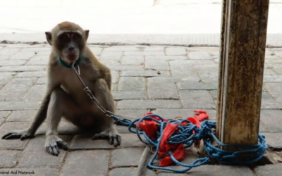 Chine : un spectacle simulant l’exécution de singes annulé après une vague d’indignation