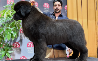 Master Show 2026 en Italie : Cyril Guérillon décroche la 3e place dans la catégorie cocker
