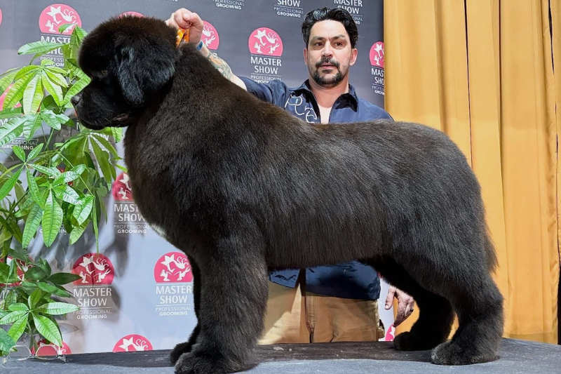 Cyril Guérillon 3e au Master Show 2026 en Italie