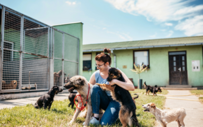 Aux États-Unis, des élèves viennent lire des histoires à des chiens de refuge