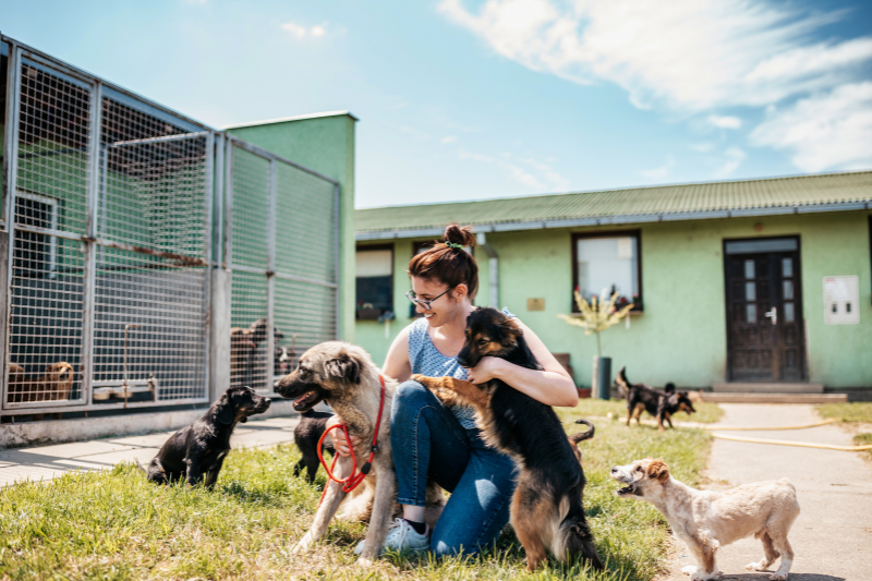Des élèves lisent des histoires à des chiens de refuge aux États-Unis