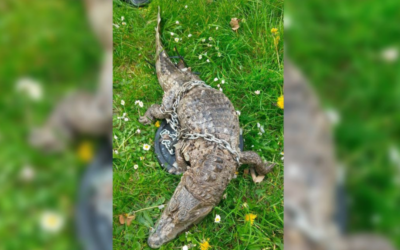 À Roubaix, un caïman à lunettes retrouvé mort, entravé et lesté dans un canal