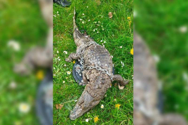 Roubaix : un caïman à lunettes retrouvé mort dans un canal