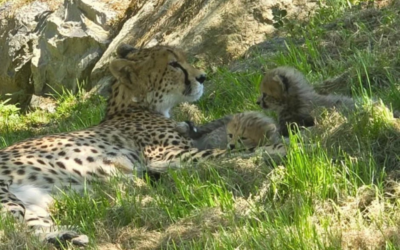 Dans le Calvados, deux naissances exceptionnelles de bébés guépards dans un parc zoologique