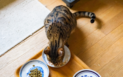 Pourquoi votre chat refuse soudain de manger sa gamelle