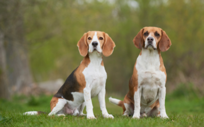 Aux États-Unis, 1 500 beagles sauvés des laboratoires