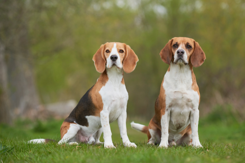 Aux États-Unis, 1 500 beagles sauvés des laboratoires