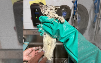 Qu’est devenu Elmer, le chaton retrouvé englué dans de la colle ?