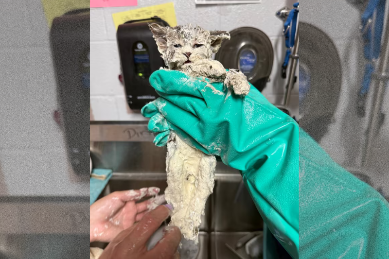 Qu’est devenu Elmer, le chaton retrouvé englué dans de la colle ?
