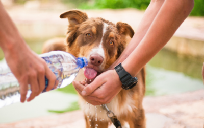 Canicule : comment protéger son chien pendant les fortes chaleurs ?