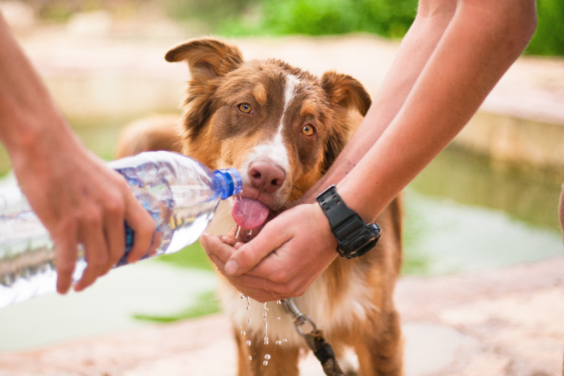 Canicule : comment protéger son chien pendant les fortes chaleurs ?