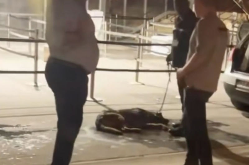 chien abandonné adopté sauveur