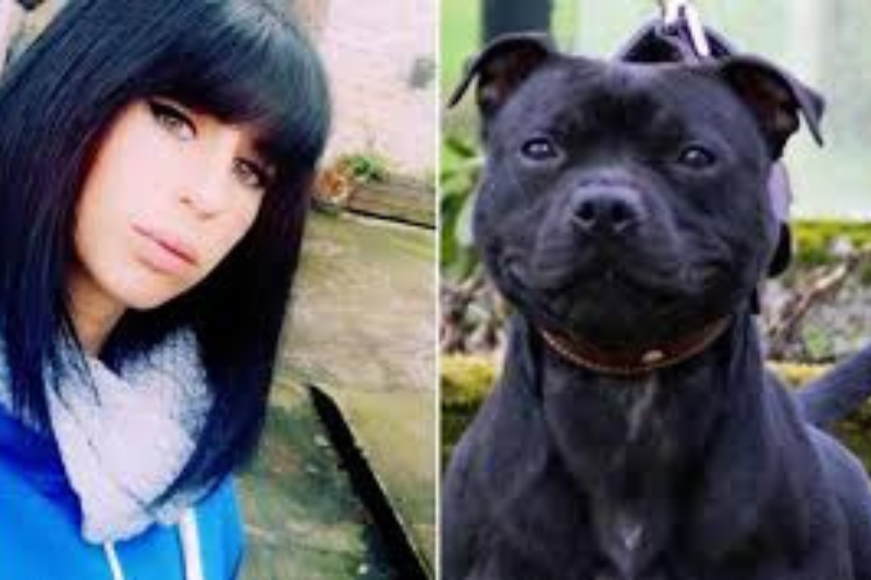 chien abandonné adopté sauveur