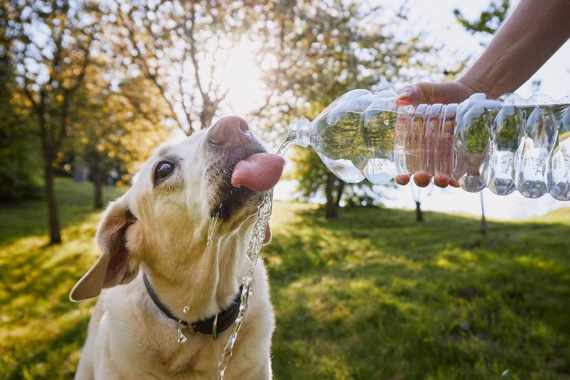 chien abandonné adopté sauveur