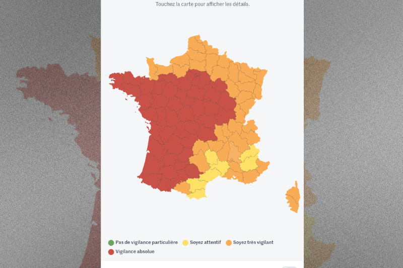 chien abandonné adopté sauveur