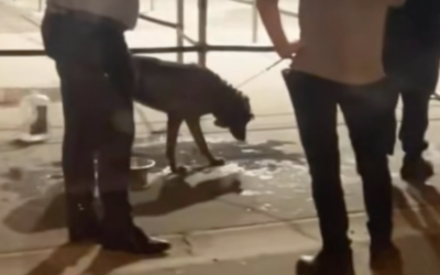 Tour Eiffel : un chien laissé dans une voiture en pleine canicule