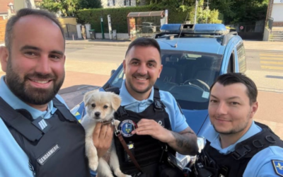Abandonné au bord de la route, un chiot sauvé par des gendarmes