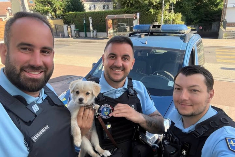 Un chiot abandonné sauvé par des gendarmes