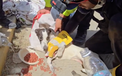 Venezuela : des vétérinaires se mobilisent pour sauver les animaux après le séisme
