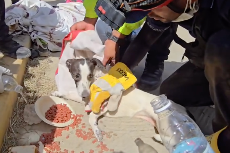 Venezuela : des animaux sauvés après le puissant séisme