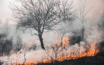 Incendies en France : déjà 8 700 hectares brûlés, plusieurs départements en alerte maximale