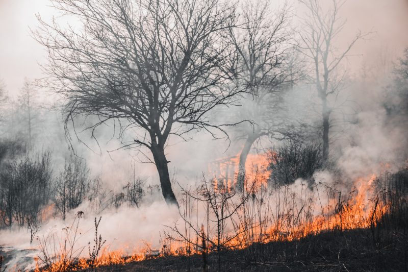 Incendies en France : déjà 8 700 hectares partis en fumée