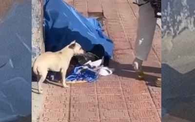 Mexique : fidèle jusqu’au bout, un chien refuse de quitter son maître décédé