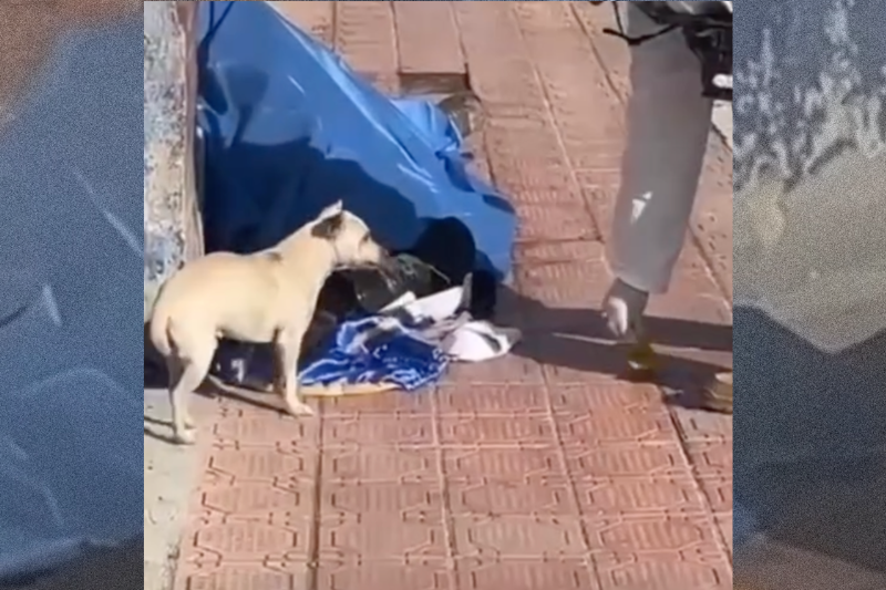 Mexique : fidèle jusqu’au bout, un chien refuse de quitter son maître décédé