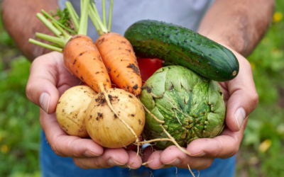 Près de Rennes, des migrants cultivent des légumes pour les offrir gratuitement aux plus démunis