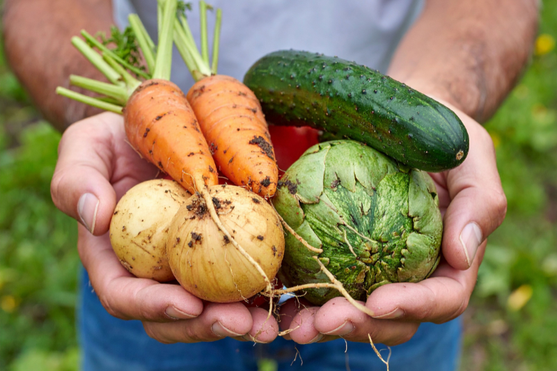Près de Rennes, des migrants offrent leurs légumes aux démunis