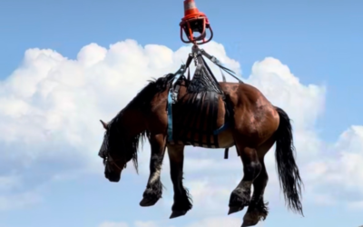 Pyrénées : un spectaculaire sauvetage en hélicoptère pour sauver un cheval blessé