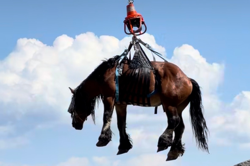 Pyrénées : un spectaculaire sauvetage en hélicoptère pour sauver un cheval blessé