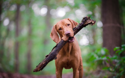 États-Unis : un chien retrouvé 4 ans après sa disparition à plus de 3 700 km de chez lui