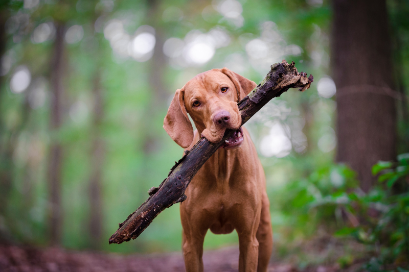 États-Unis : un chien retrouvé 4 ans après sa disparition à plus de 3 700 km de chez lui