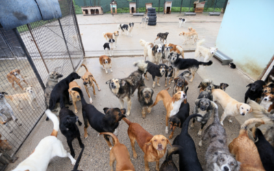 Incendie de Fontainebleau : une incroyable mobilisation permet de sauver 80 chiens