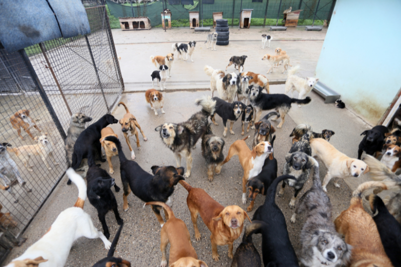 Fontainebleau : 80 chiens sauvés des flammes
