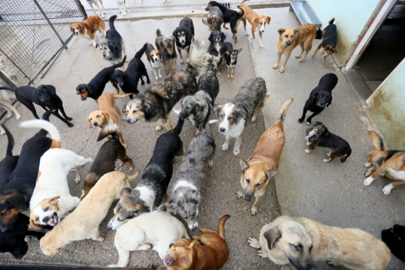chien abandonné adopté sauveur