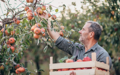 Lot-et-Garonne : au lieu de les jeter, un agriculteur offre ses produits aux habitants