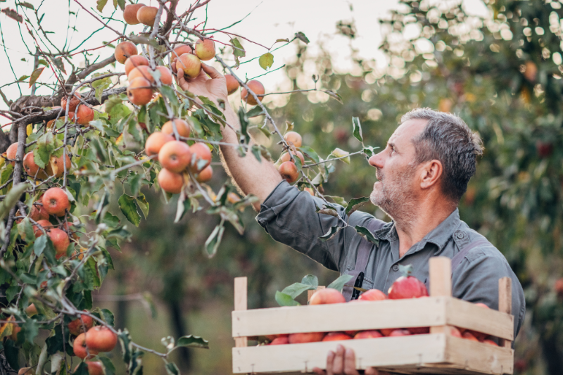 Lot-et-Garonne : un agriculteur offre ses produits aux habitants – (illustration)