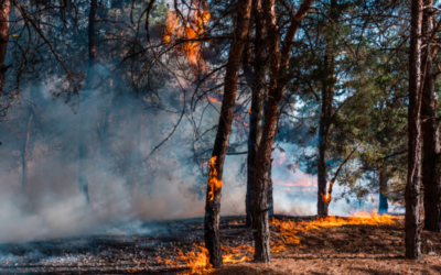 Incendies en Gironde : quels sont les risques des fumées pour votre santé ?