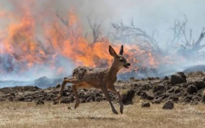 Une pétition pour suspendre la chasse dans les massifs brûlés dépasse 200 000 signatures