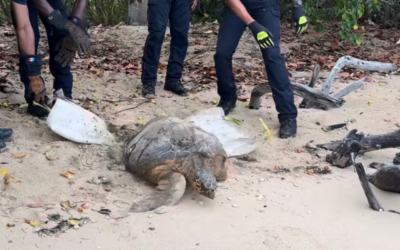 Guadeloupe : une tortue marine sauvée après s’être perdue loin de l’océan