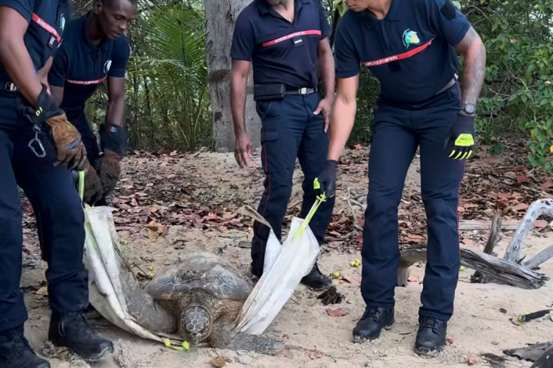 chien abandonné adopté sauveur
