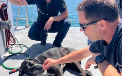 Gironde : Hermès, un chien aveugle et diabétique, retrouvé vivant après 24 heures de disparition